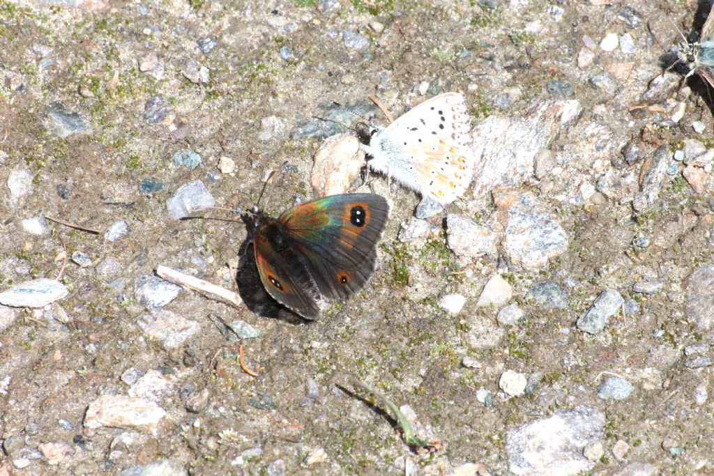 Erebia cassioides? S